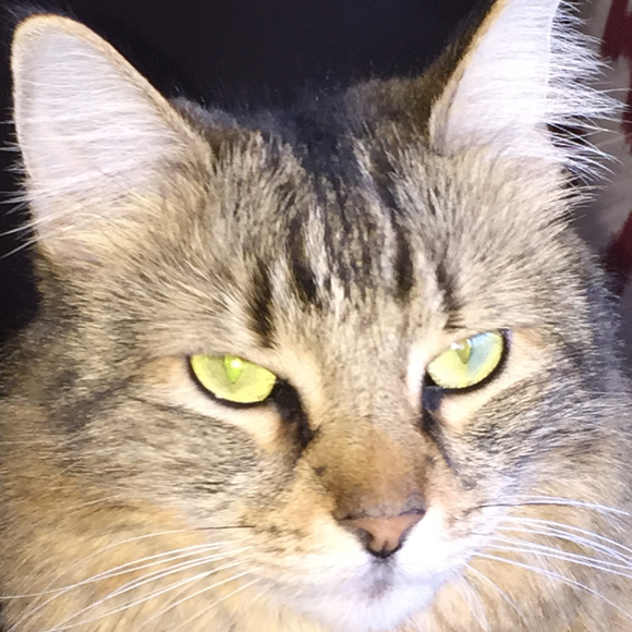 Meet your Posher, Jeff - Picture 4 of 8